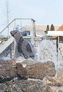 Sea Ã¢â¬â¹Ã¢â¬â¹lion